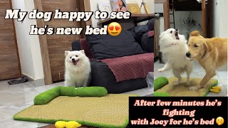My dog and my puppy  fighting for new bed!⛑️😱 @Chikus_dodo #dog #fight  #pomeranian #goldenretriever