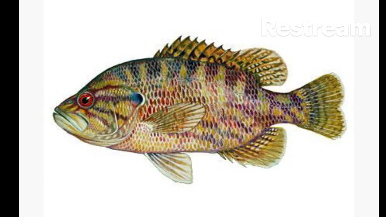 AAA - WEDNESDAY  NIGHT  FISH FINDING!!! #aquarium #fishtanks #tropicalfishhobby