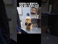 “거짓말이다아아!!!” 미용 끝나고 본성 드러낸 이중인격 댕댕이ㅋㅋ