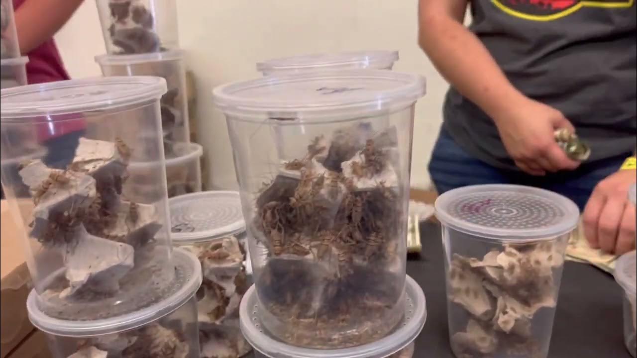 San Mateo Reptile Show Day 1 YouTube