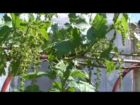 Primavera nel GUP (Giardino Urbano Pensile) di Gae...