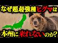 【なぜ?】ヒグマは北海道から本州に来れない理由・九州に熊がいない理由がヤバすぎた