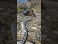 Snake Saves Man From Mountain Lion  Unreal Wildlife Moment #shorts