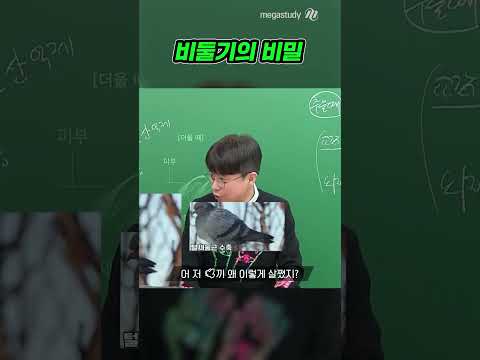 비둘기의 비밀