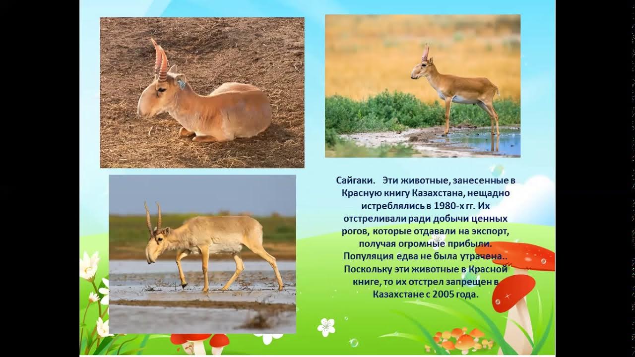 Животные красной книги казахстана фото с названиями