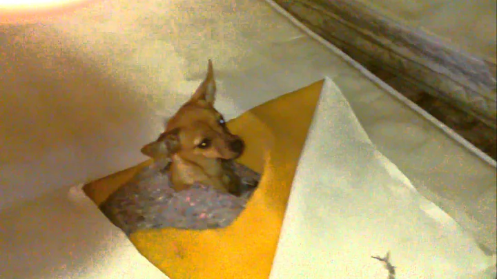 Dog Stuck In Matters Box Spring Rescued part one