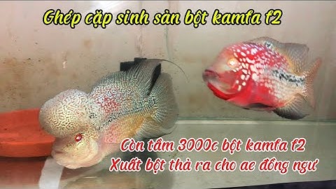 Ghép cặp sinh sản Cá la hán | Lai tạo kamfa f2 zip phục vụ đam mê | Flowerhorn