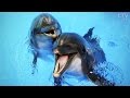 Удивительные лечебные свойства дельфинов: чем полезно общение с этими животными?