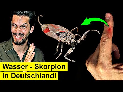 Video: Stichen Skorpione ohne Grund?