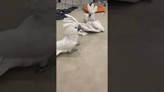 Rascal And Perry Dancing