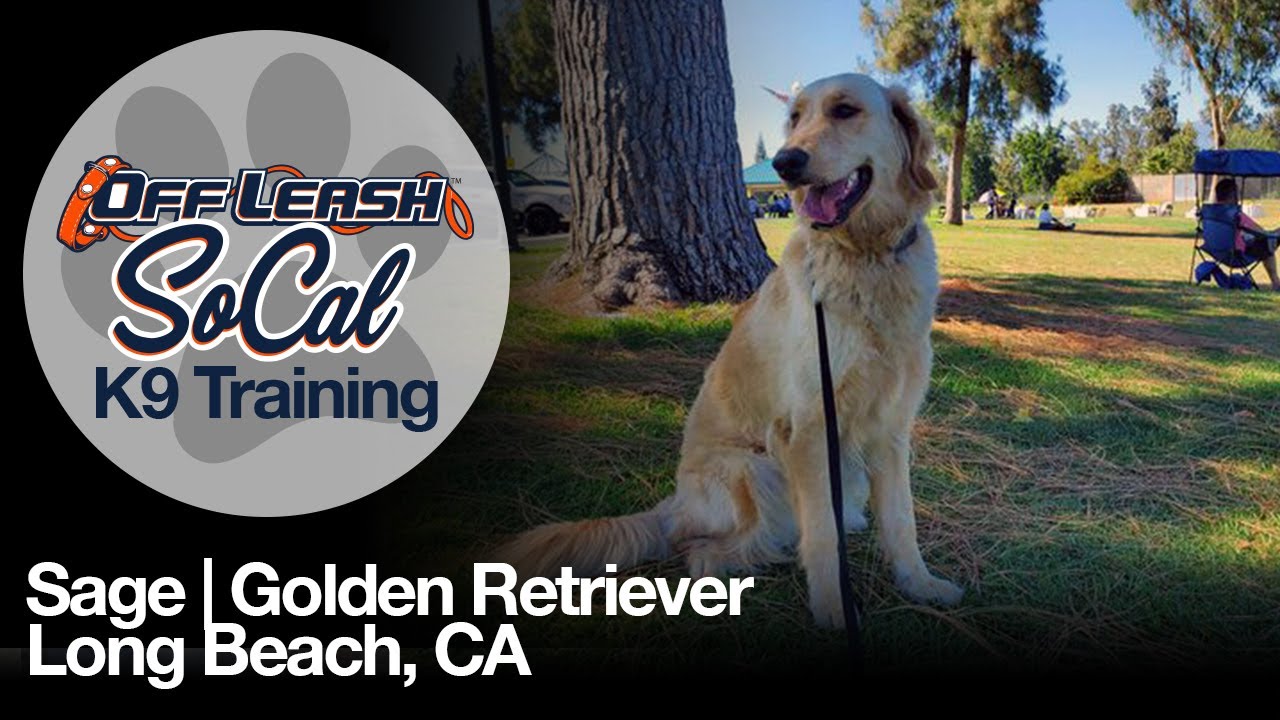 Golden Retriever Training | Sage | Long Beach, CA
