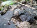 Snail ashellnation