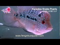 Kamalau Snake Pearls 5.5inches item# KMLJJOBO www.fengshuiaquatic.com