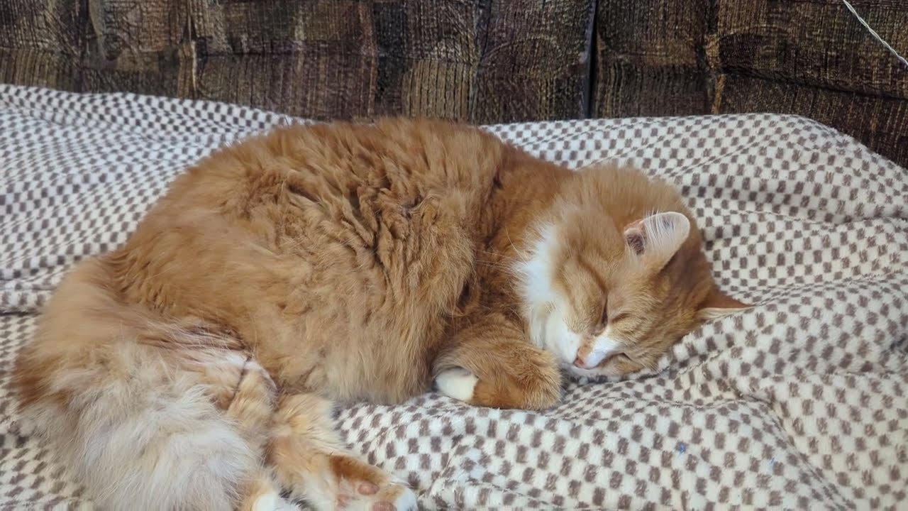 Painting at 82 — Calm Art Moment