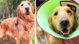 The Golden Retriever Covered With Tumors Is In Great Pain And Has A New Name And A New Life by Paw Shelter 1,683 views 12 days ago 32 minutes