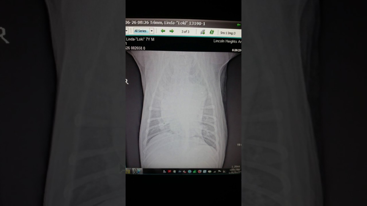 Pulmonary Hypertension in Husky Dog XRay (Updated) YouTube