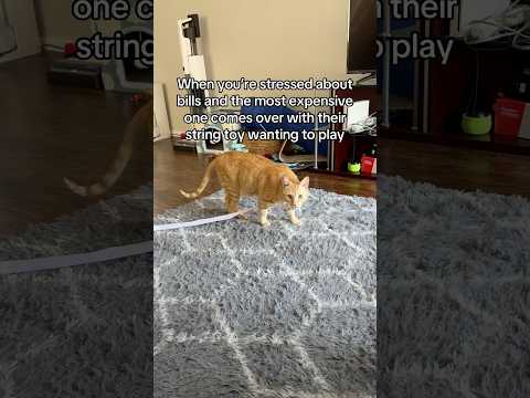 My cat does this when I’m stressed