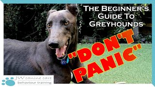 A beginners guide to living with a greyhound