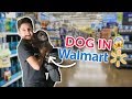 Sneaking the DOG into Walmart? | The Mikesell Family