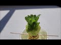 Another Garden Chronicles guava, persimmons, sorrow, and Romain lettuce