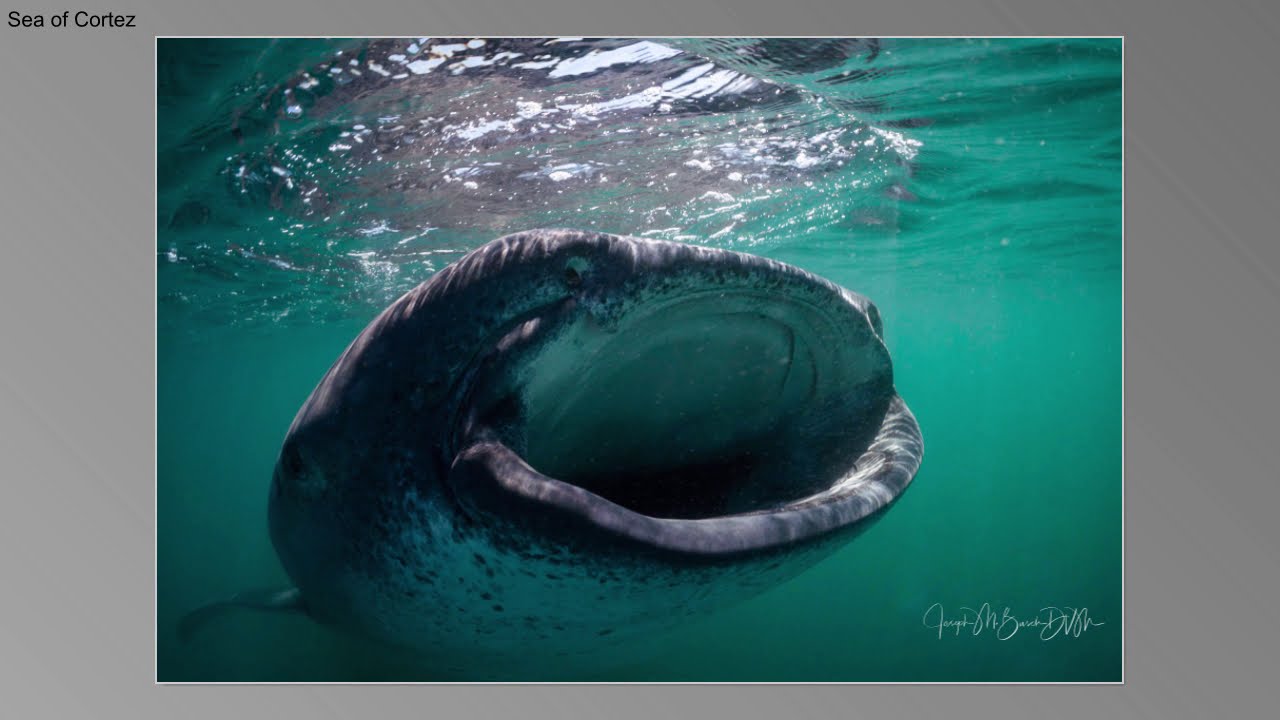 Experience the Sea of Cortez -