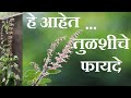         tulsi benefits in marathi according to ayurveda