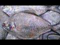 Fresh and Big Black Pomfret |Curry Cut | Amazing Fish Cutting Skills | By Expert Cutter | Fisherman