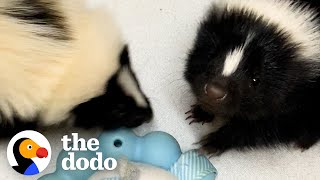 Runt Of These Orphaned Baby Skunks Turns Into The Boss Of The Litter The Dodo Little But Fierce