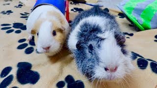 Guinea Pig Floor Time Vlog with SO Much Wheeking ∣ Nugget's First Floor Time