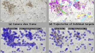 Ants tracking