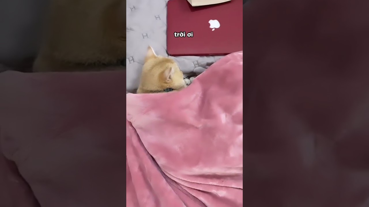 Nhờ meo trông nhà và cái kết 🫠 