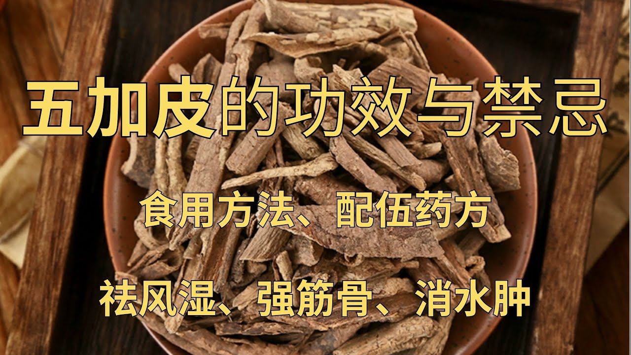 五加皮的功效与禁忌,五加皮的食用方法及药方#五加皮#草药 #风湿#消水肿#跌打损伤#四肢不遂#关节疼痛 - YouTube