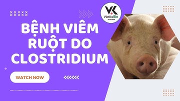 Viêm ruột hoại tử trên heo #channuoiheo  #xuhuong #bacninh #vietkobio #nhanonglamgiau