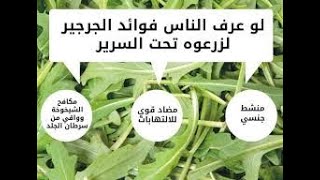 فوائد الجرجير للحمام