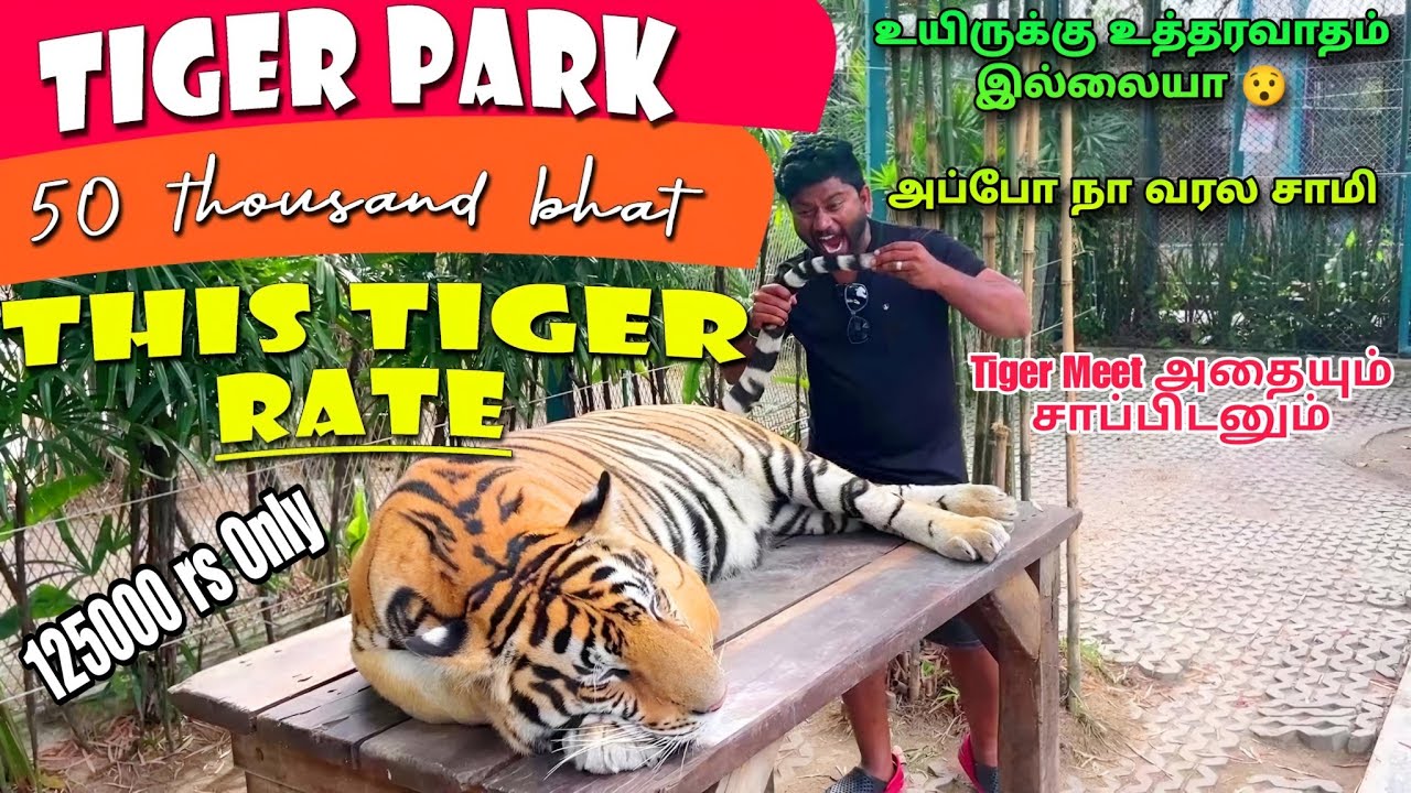 This Tiger For Sale Tiger Park Pattaya Thailand Famous Eating