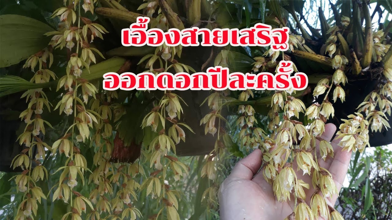 เอื้องสายเสริฐ | สายเสริฐ | กล้วยไม้