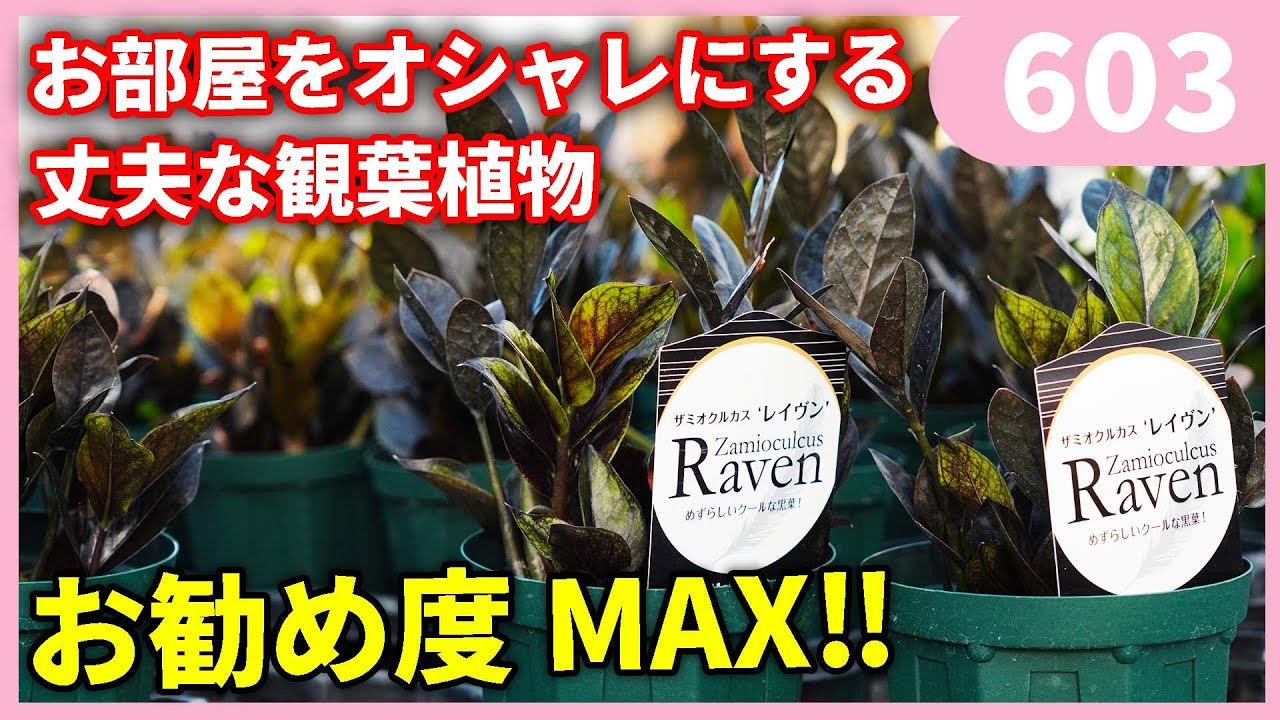 How to grow Zamioculcas Raven, a rare and stylish ornamental plant