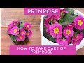 Primrose  planting and how to take care of primrose plant  best place to keep primrose plants