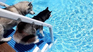Will My Husky Remember How To JUMP in the Pool?