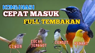 2 jam masteran kombinasi MUDAH MASUK Cigun,Jenggot,Cendet dan Kenari