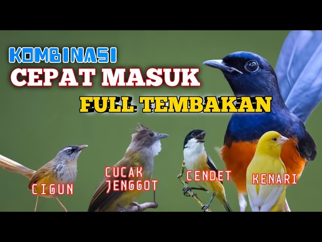 2 jam masteran kombinasi MUDAH MASUK Cigun,Jenggot,Cendet dan Kenari class=