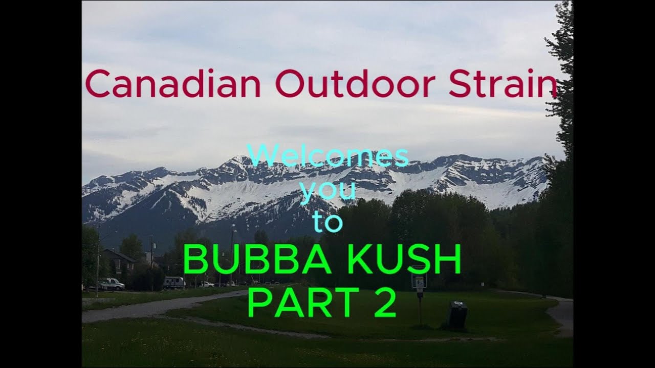 Bubba Kush - seed to harvest - Healthy - organic. Cheap amazon 40W LED & 1000w hps - Part 2