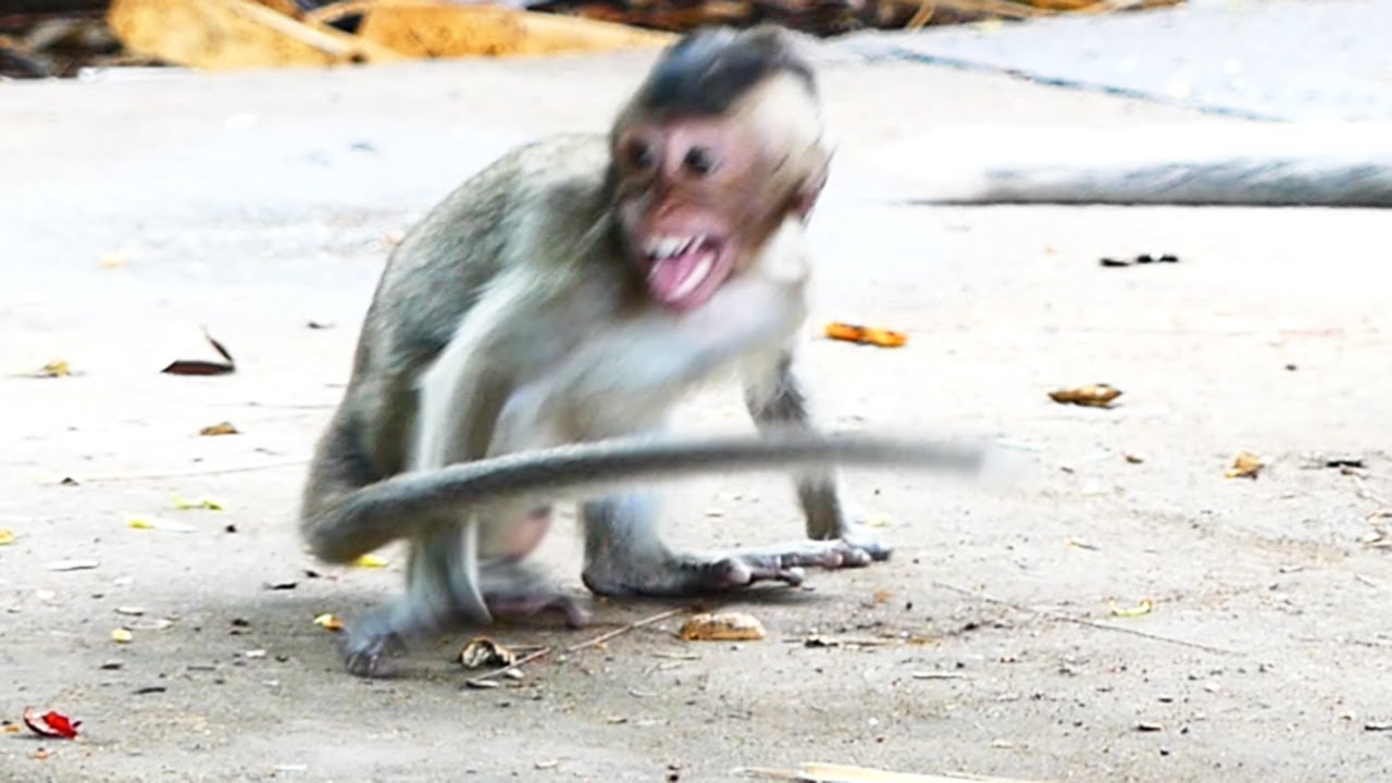 Little Sakura Baby Gets Extremely Scared Of Big Male Monkey, Sakura Run Full Speed To Mother Sarah