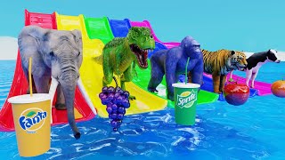 Choose Right Drink with Elephant Gorilla Lion Cow Dinosaur Fountain Crossing Game Wild Animals Games