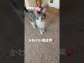 こりゃヤバい❤️可愛いすぎるよリリー💕 #保護猫 #shorts #short #保護猫と暮らす #cat #cats #白サバ #猫のいる暮らし