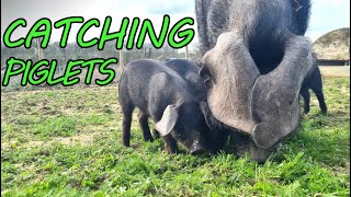 Moving PIGLETS and Spring MARKET GARDEN Updates by Brimwood Farm 877 views 1 month ago 12 minutes, 38 seconds