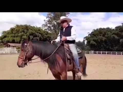 Vídeo: Quando um cavalo se assusta?