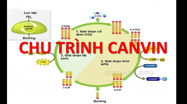 So sánh chu trình calvin và chu trình crep