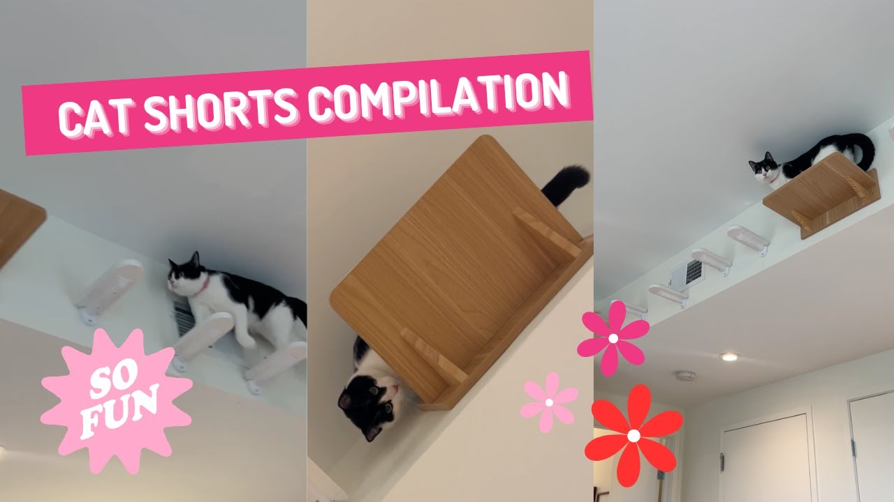 Ultimate DIY Cat Jungle Gym Shorts Compilation YouTube