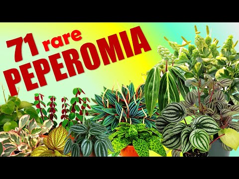 Video: Types And Cultivation Of Bushy Peperomia